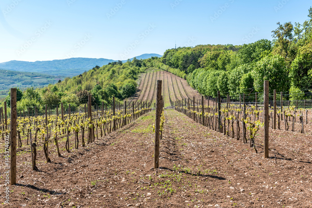 Landscape with green vineyards and Mountains at background