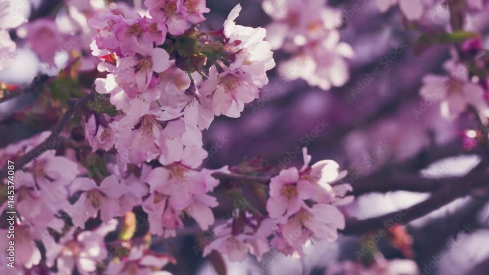 closeup of sakura flowers blossom in spring sunny morning slightly toned, prores footage closeup of sakura flowers blossom in spring sunny morning slightly toned, prores footage