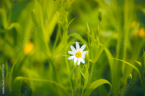 Lonely wild camomile on a background of green grass photo