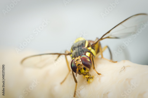 fruit fly on pollen. © thithawat