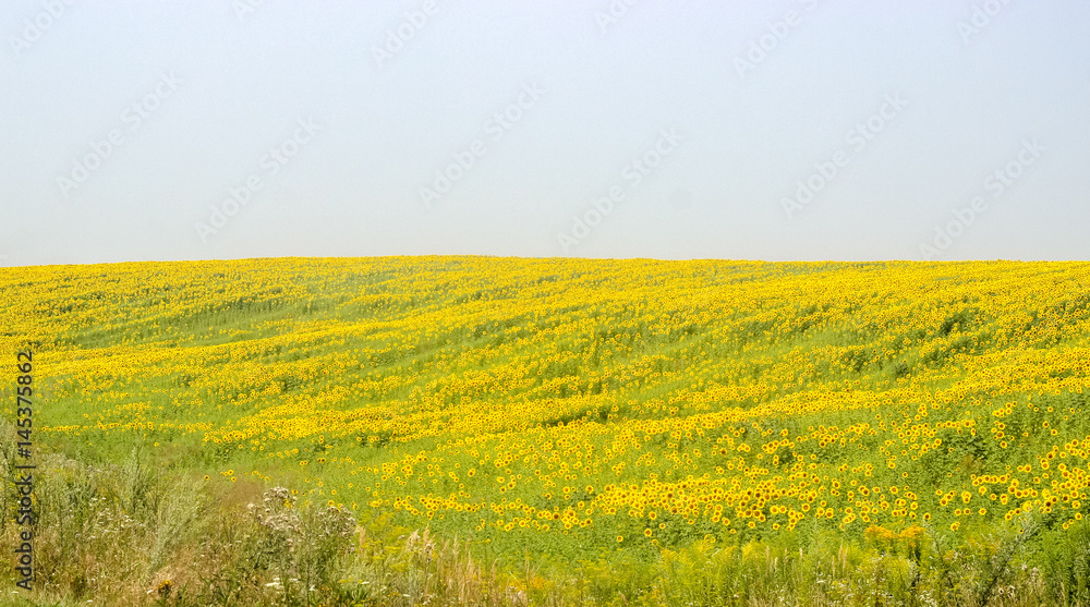 field of sunflower look beautiful