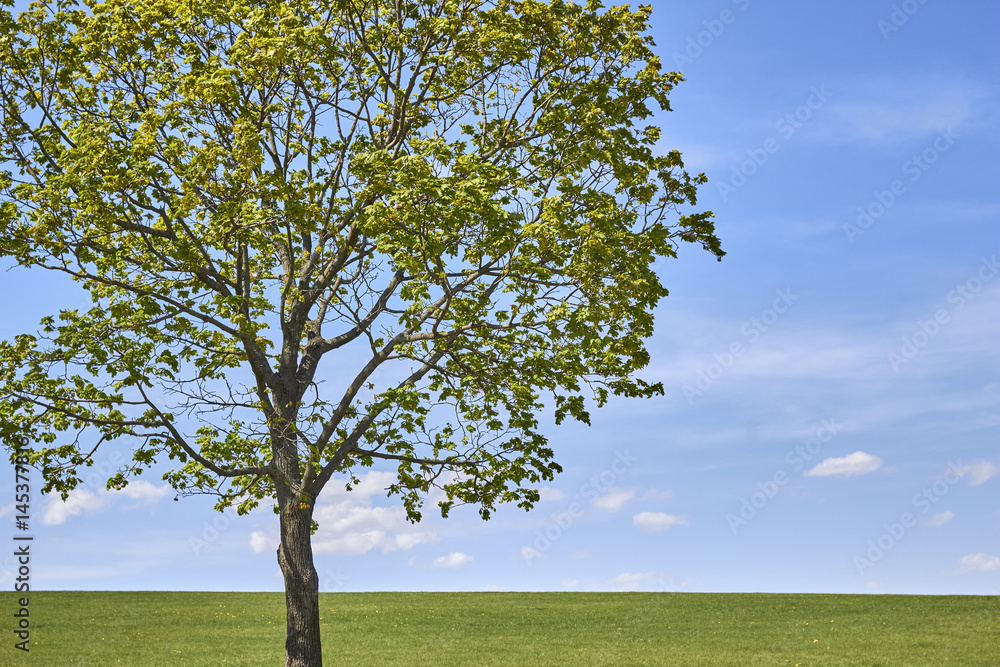 lone maple tree in spring, Samuel Lewis State Park, York County, Pennsylvania, USA