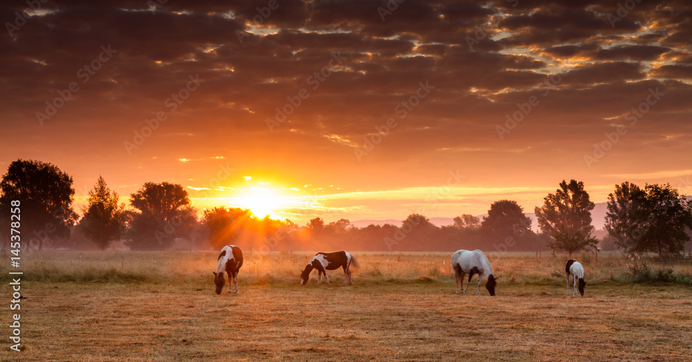 Sunrise on a field with four horses Sunrise on a field with four horses
