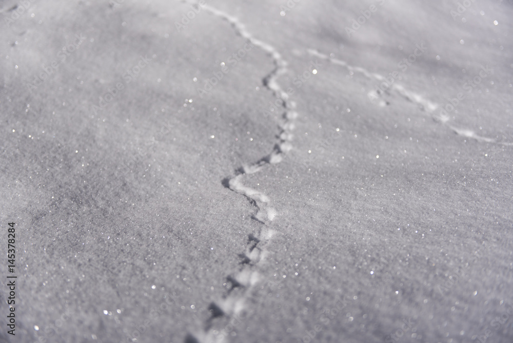 Traces dans neige fraîche Traces dans neige fraîche