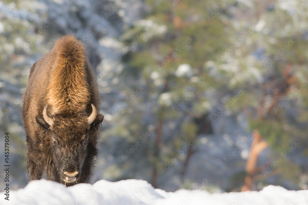 Bison européen