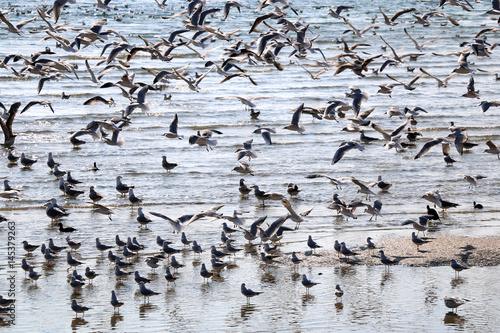 Flock of seagulls on a beach. 