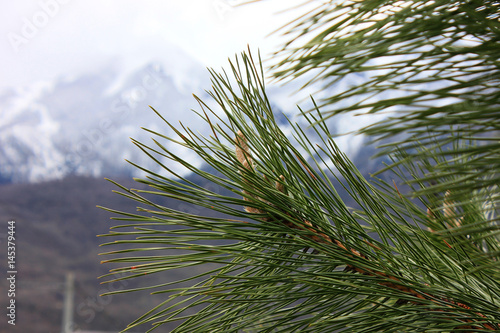 A branch of pine on a blurred background of mountains