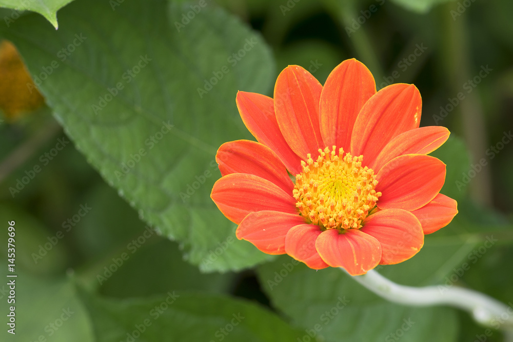 Red Zinnia flower in garden background. Red Zinnia flower in garden background.