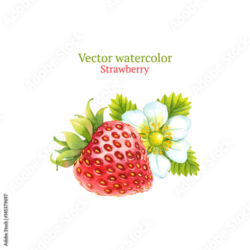 Watercolor vector strawberry
