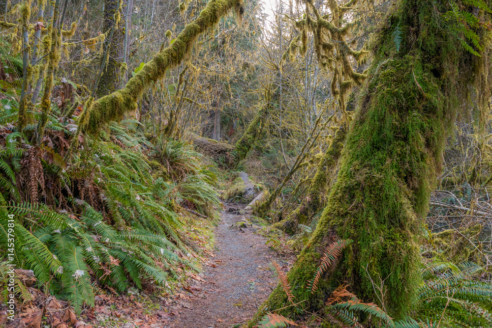 Hoh Rain Forest is one of the largest temperate rainforests in the USA
