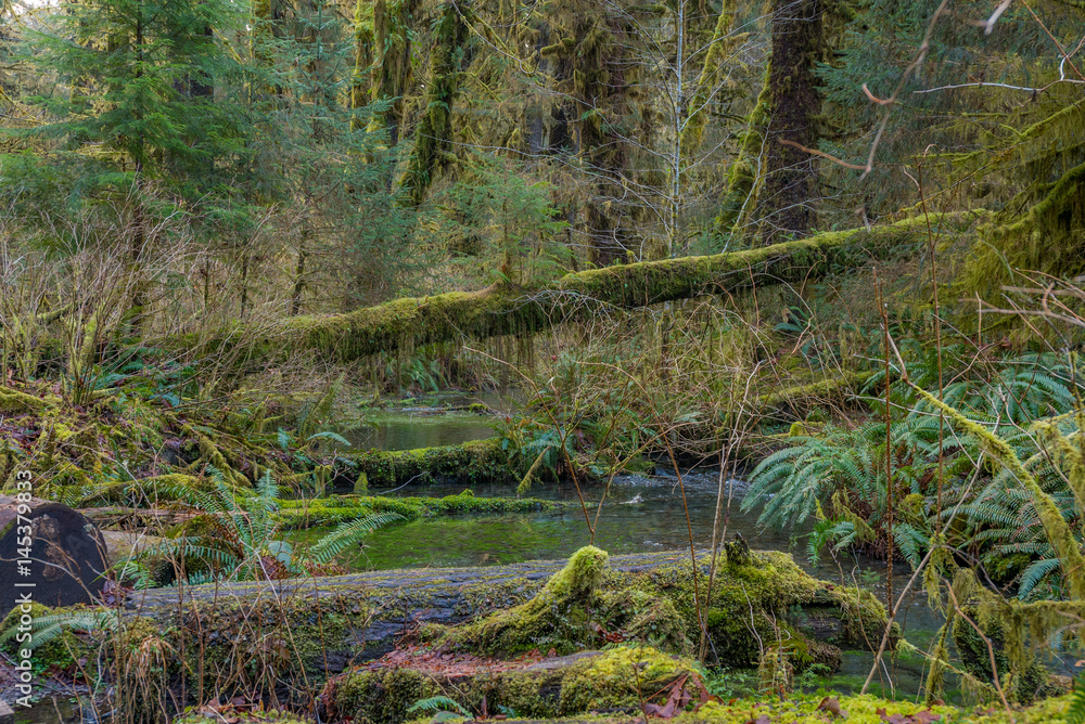 Scenic creek in the beautiful forest. Fallen logs in a forest stream. Hoh Rain Forest, Olympic National Park, Washington state, USA Scenic creek in the beautiful forest. Fallen logs in a forest stream. Hoh Rain Forest, Olympic National Park, Washington state, USA