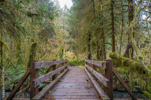 Wooden bridge on a background of the rain forest. Hoh Rain Forest  Olympic National Park  Washington state  USA 