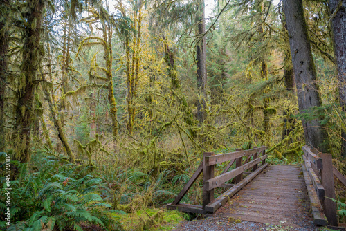 Wooden bridge on a background of the rain forest. Hoh Rain Forest, Olympic National Park, Washington state, USA 