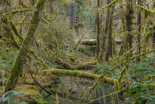 Scenic creek in the beautiful forest. Fallen logs in a forest stream. Hoh Rain Forest, Olympic National Park, Washington state, USA 