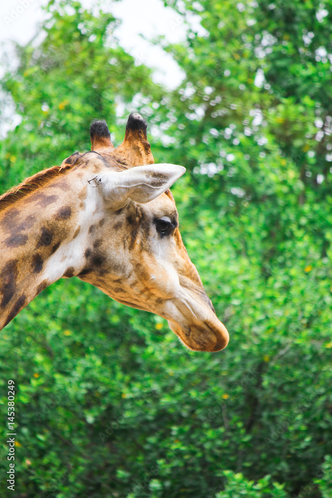 Obraz premium The giraffe (Giraffe) is mammal animal as extremely long neck and legs