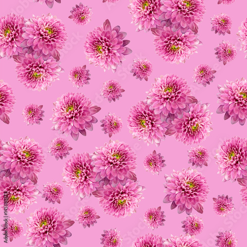 Seamless infinite pink floral background. For design and printing. Background of natural chrysanthemums. © nadezhda F