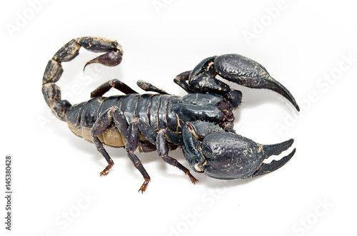 scorpion.