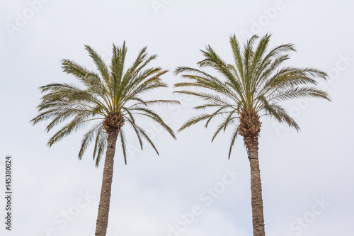 Two palm trees against the sky