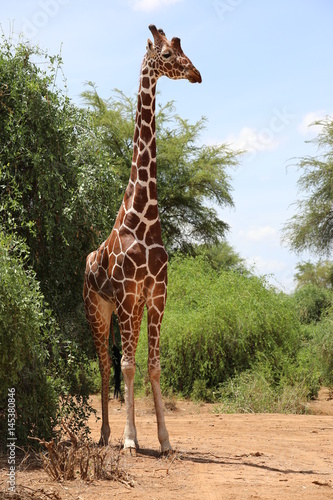 Photography Giraffe in Samburu National Reserve
