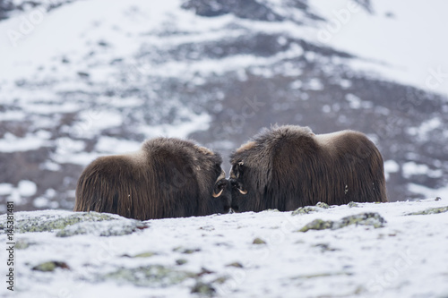Muskox