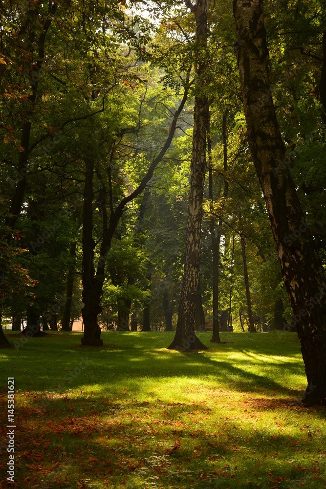 Naklejka premium Park