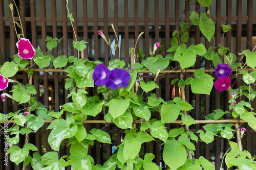 Violet Morning glory flowers in summer. 
