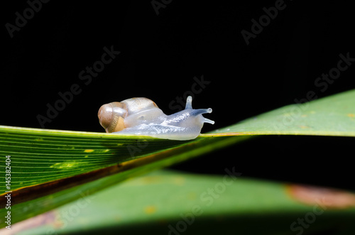 Fototapeta Naklejka Na Ścianę i Meble -  Snail on a leaf