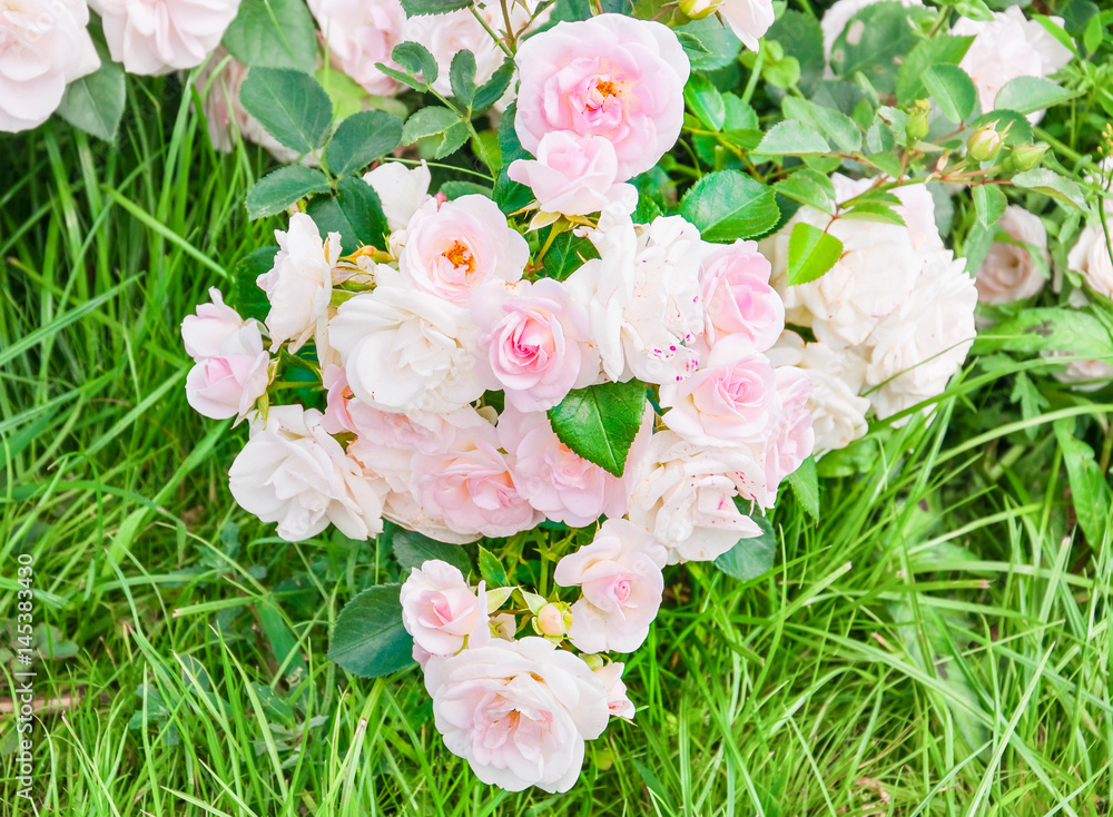 Fototapeta premium Branch pink large-flowered climbing roses lying on the grass