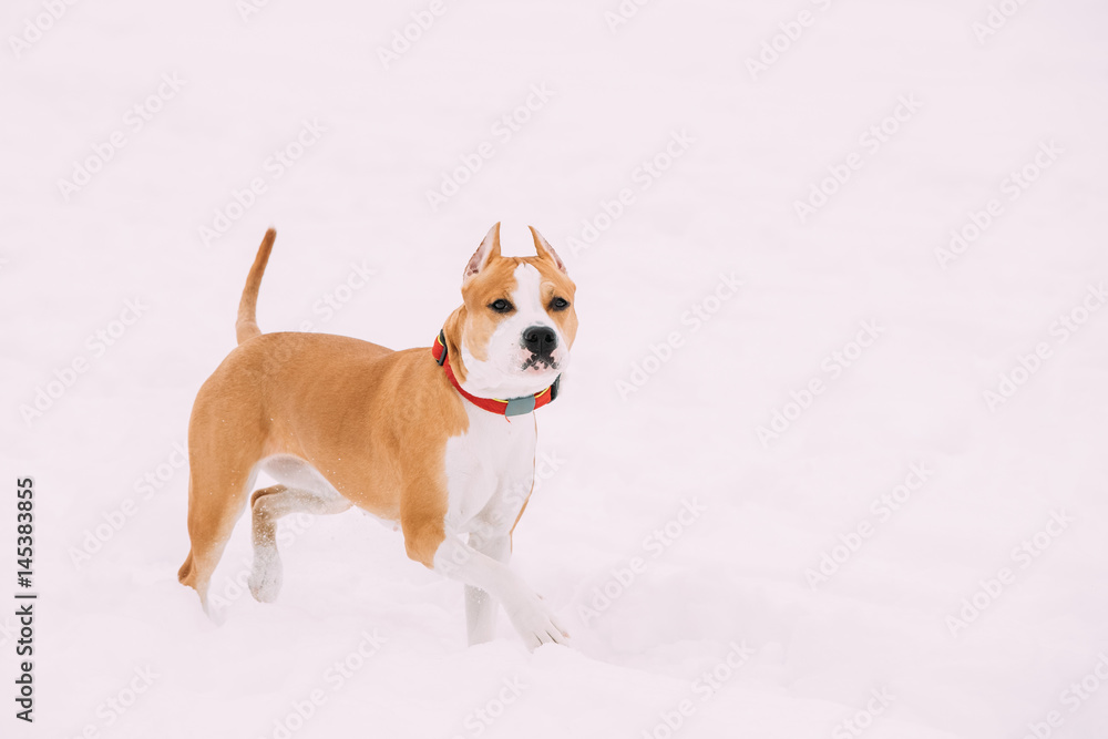Dog American Staffordshire Terrier Standing In Snow At Winter Day