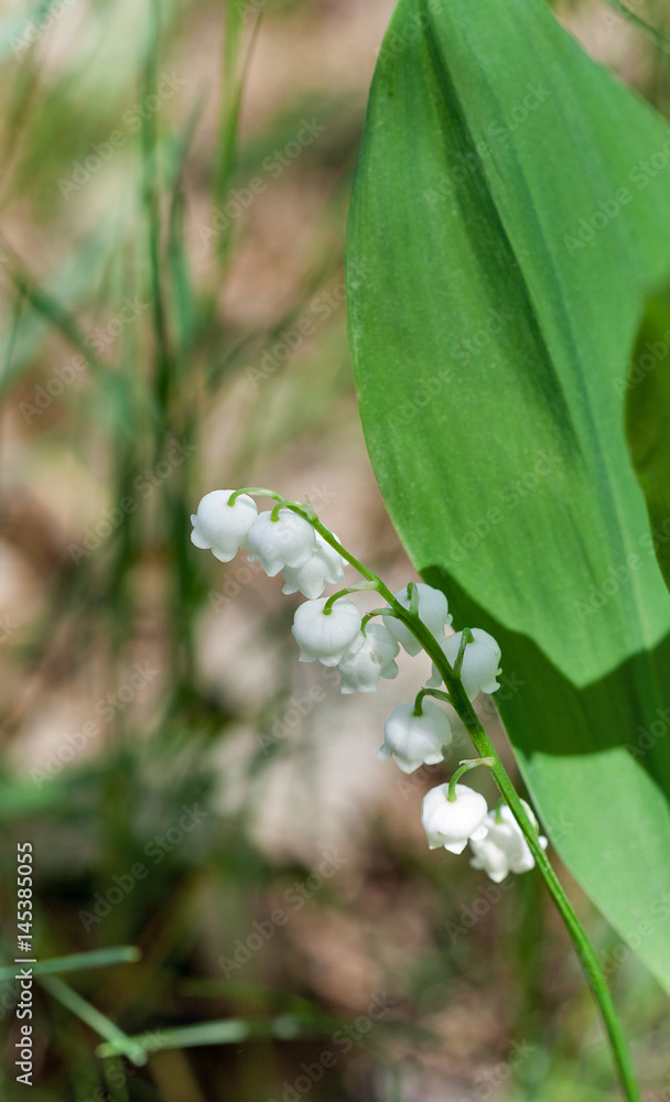 Obraz premium lily of the valley flowers closeup