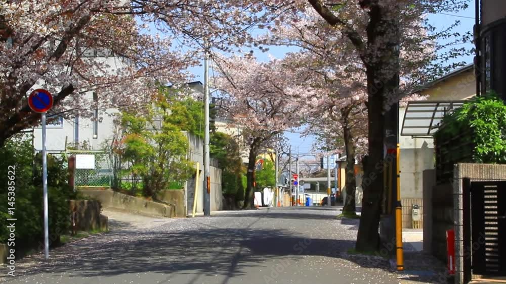 桜並木 京都 桜並木 京都