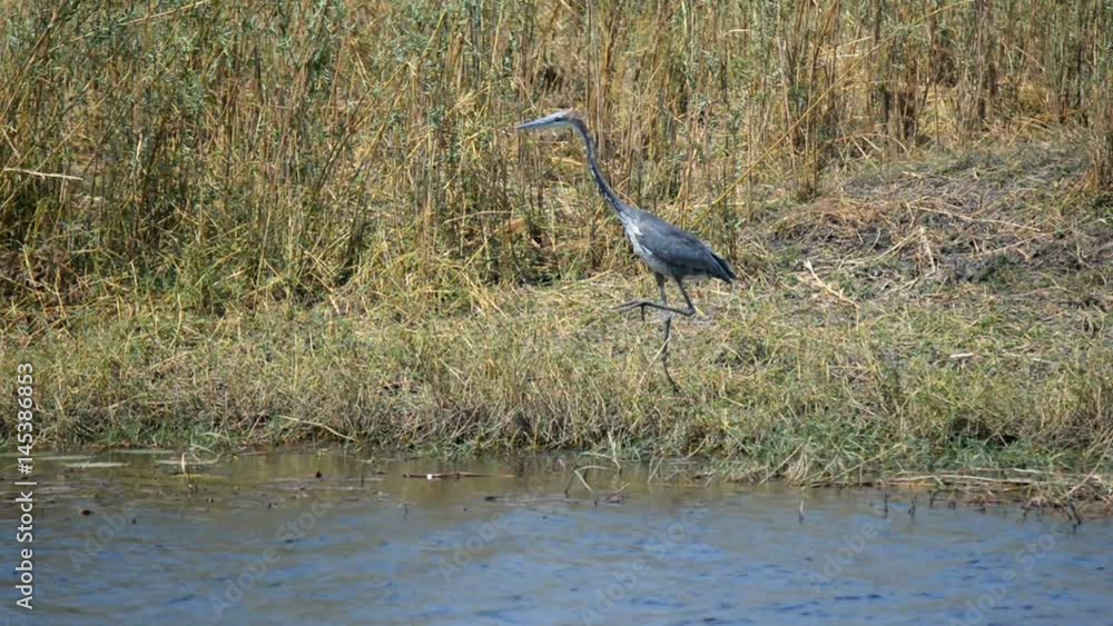 African Darter walking alerted on grassy Chobe River bank, Chobe National Park, Botswana, Africa. African Darter walking alerted on grassy Chobe River bank, Chobe National Park, Botswana, Africa.