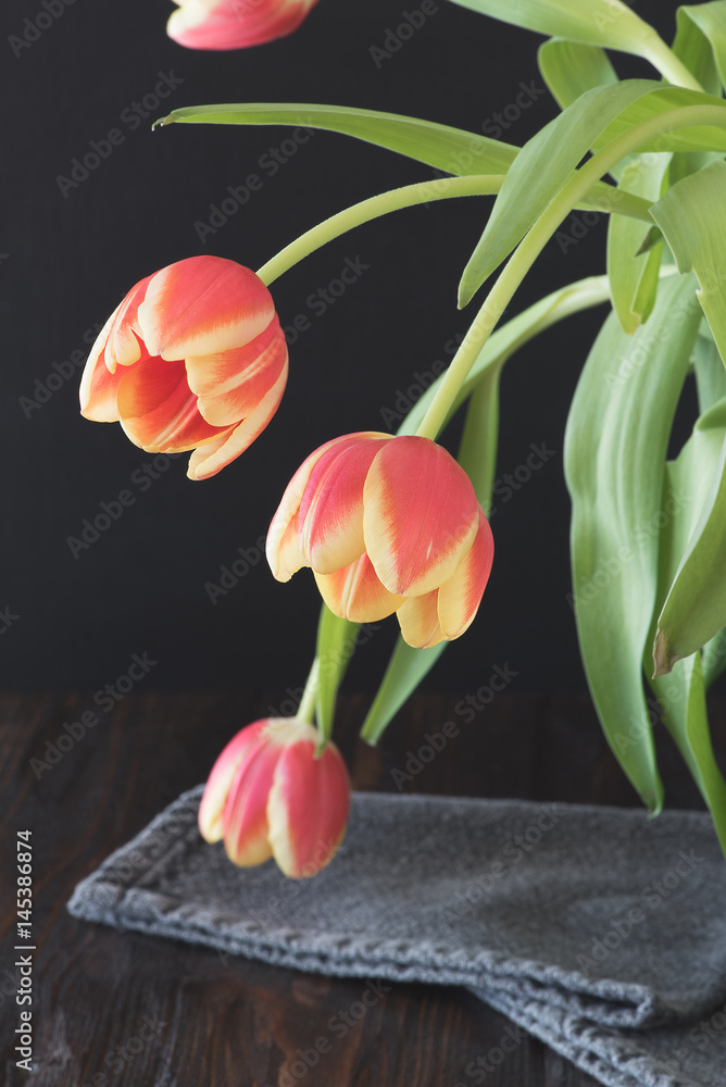 Obraz premium Tulpen (Tulipa)
