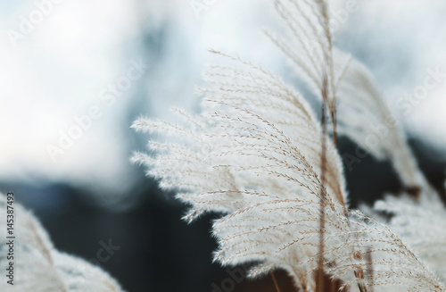 fluffy Golden branches of the plants of reeds in the wind