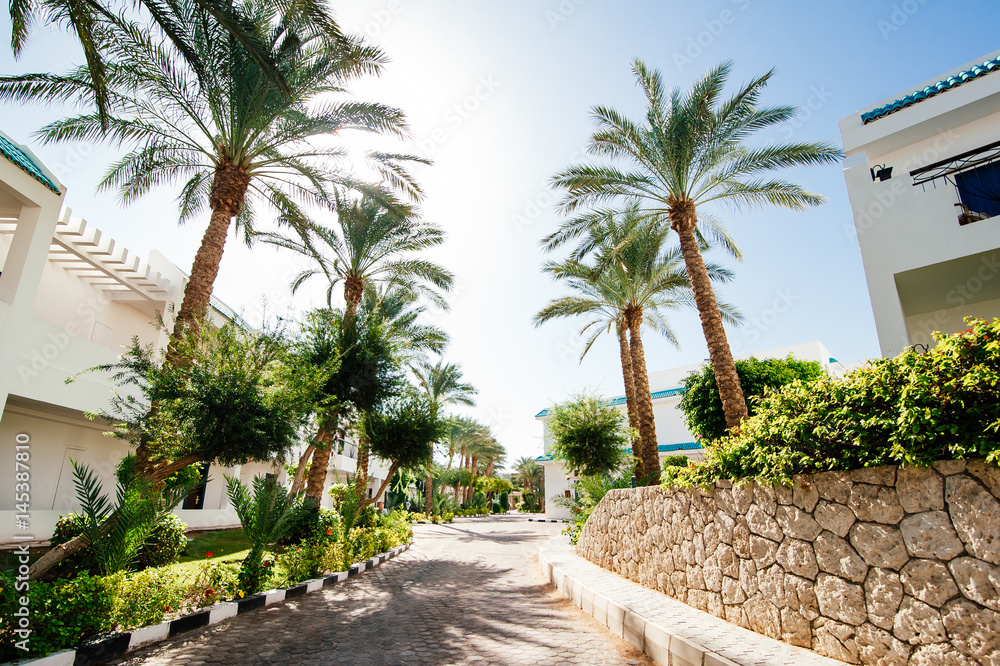 Fototapeta premium palm trees