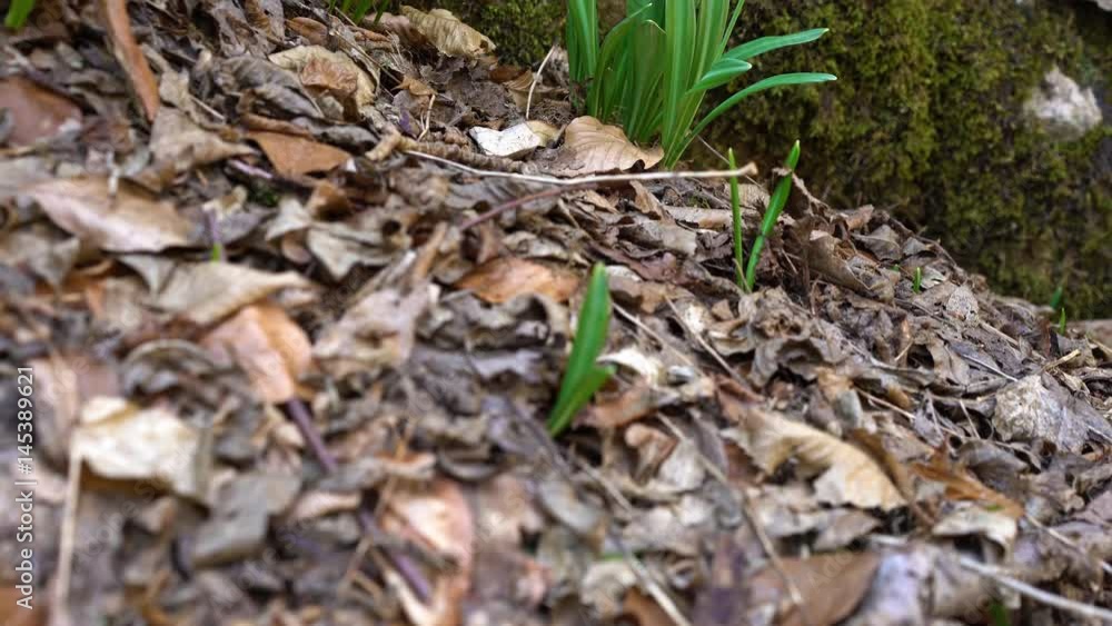 Tilt up shot of white blooming Snowdrop or Galanthus nivalis bulbs. Low angle. First spring flowers in the woods growing on mountain hill under the rock. Soft focus. Tilt up shot of white blooming Snowdrop or Galanthus nivalis bulbs. Low angle. First spring flowers in the woods growing on mountain hill under the rock. Soft focus.