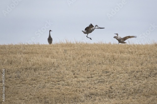Two Sandhill Cranes Performing Mating Dance while another Sandhill Crane Watches