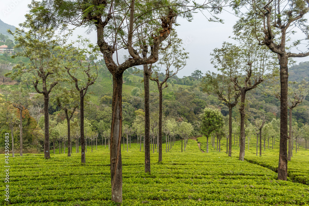 Wide view of green tea plantations with trees in between, Ooty, India, 19 Aug 2016