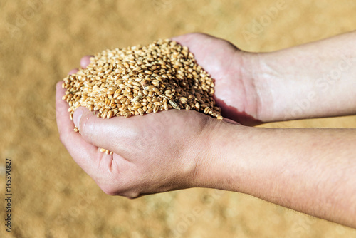 Men's hands holding ripe wheat