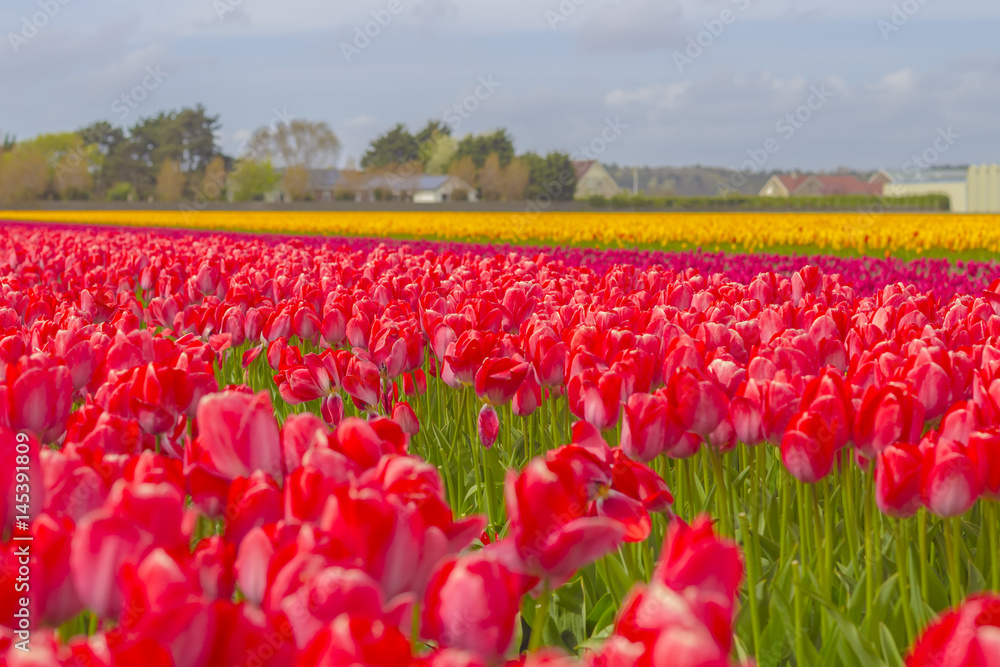 Beautiful flower field in spring time in The Netherlands. Beautiful flower field in spring time in The Netherlands.