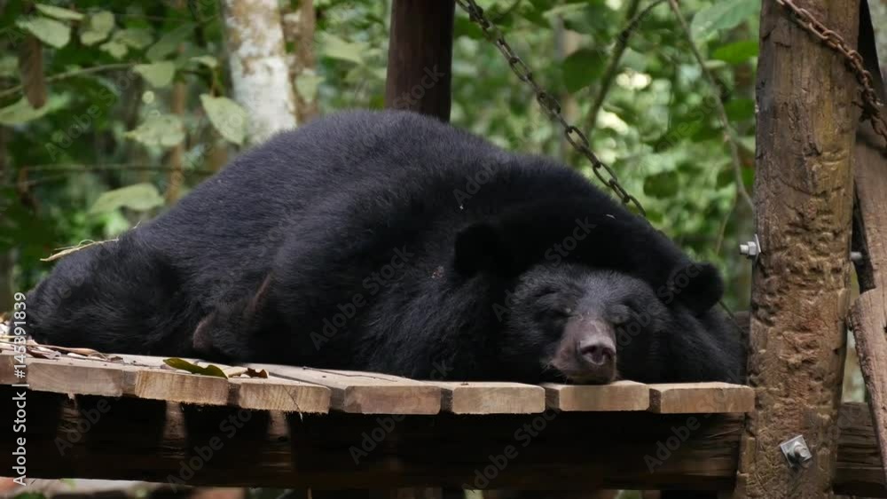 Black Bear resting on the tree Black Bear resting on the tree