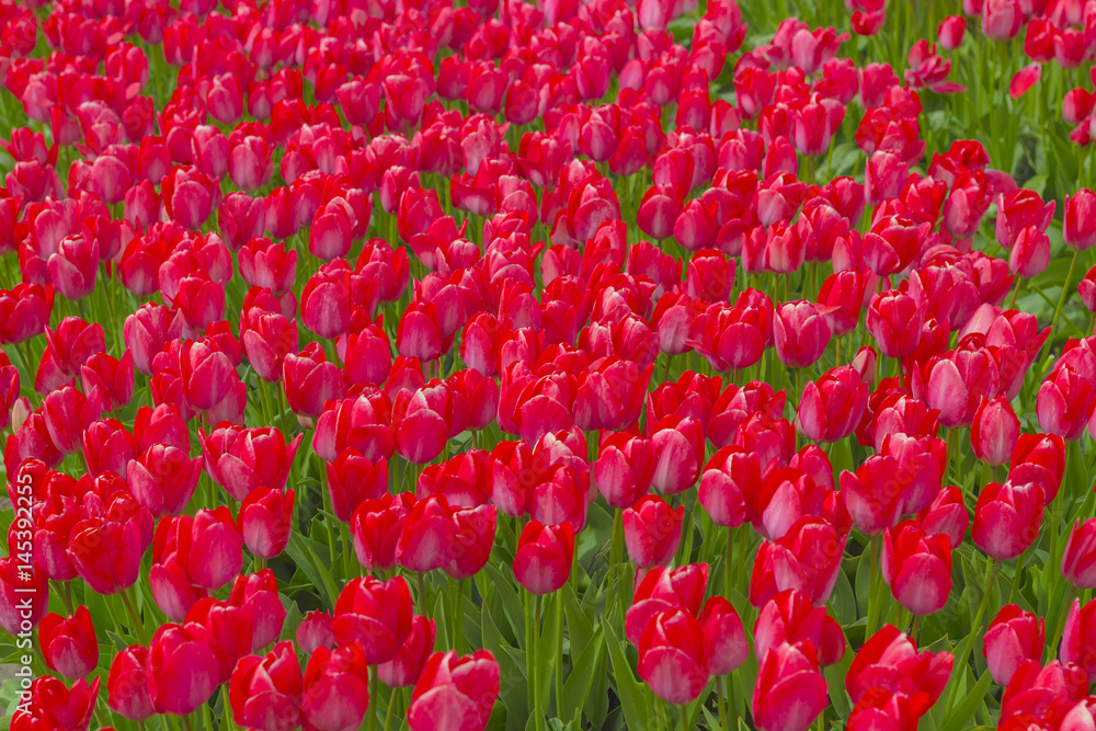 Beautiful flower field in spring time in The Netherlands. Beautiful flower field in spring time in The Netherlands.