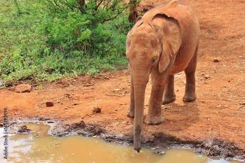 Baby elephant is drinking water with trunk in David Sheldrick Wildlife Trust, Nairobi, Kenya, East Africa photo