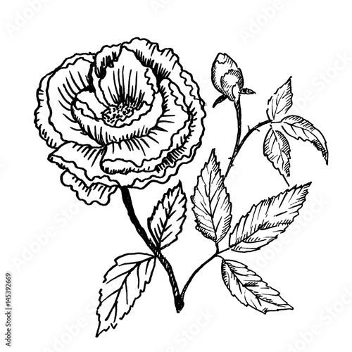 Hand drawn peony flower isolated on white background. Sketch, vector illustration.