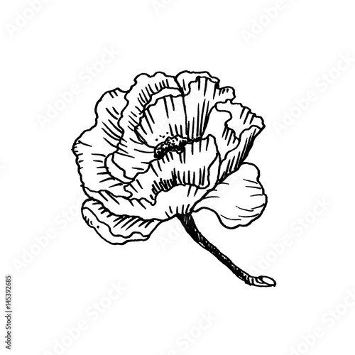 Hand drawn peony flower isolated on white background. Sketch  vector illustration.