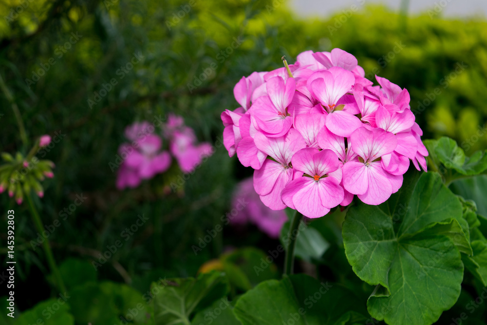 Fototapeta premium Pink hydrangea flower