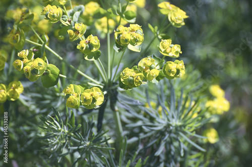 flowers of eufhorbia