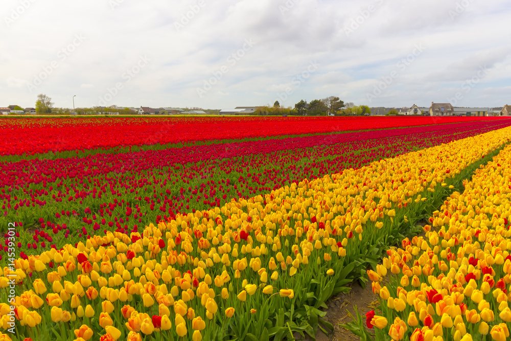 Beautiful flower field in spring time in The Netherlands.