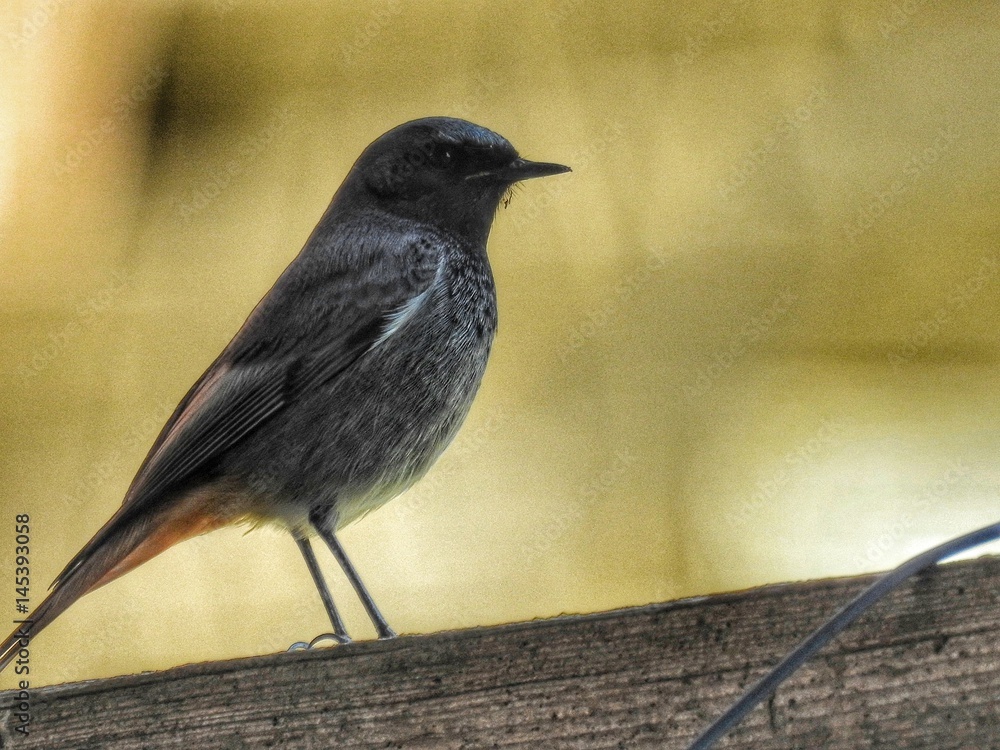 Obraz premium vogerl