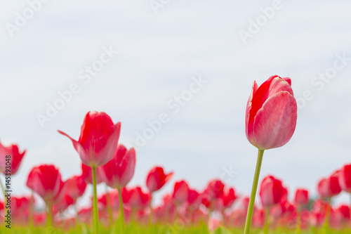 Beautiful flower field in spring time in The Netherlands. © Kurt Pacaud
